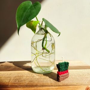 شمع سبزه هفت سین | JCHK-7282