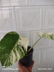 برگ انجیری ابلق | JCHK-7093