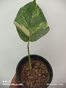 پتوس زعفرانی برگ پهن  | JCHK-7094