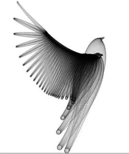 فروشگاه بلور