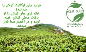 چای سبز گیلان | JCHK-1115