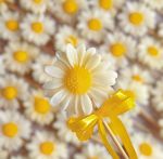 شمع گل بابونه | JCHK-13501