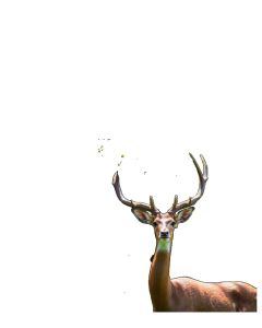 اکسسوری مارال