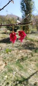 گوشواره خوشه گل | JCHK-15942