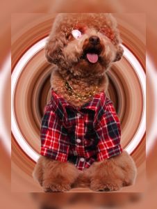 پیراهن کشمیری سگ و گربه لوکس پت Lux-pet قرمز | JCHK-16001