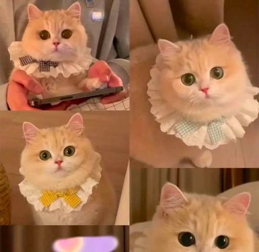 یقه چین‌دار  Pleated collar | JCHK-16027