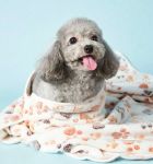 حوله پت با طرح پنجه نرم، جذاب و خشک‌کن راحت و شیک | JCHK-16029