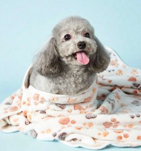 حوله پت با طرح پنجه نرم، جذاب و خشک‌کن راحت و شیک | JCHK-16029