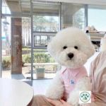 پولو شرتLUXPETسرمه ای با لطافت صورتی و انرژی قرمز | JCHK-16052