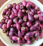 میوه کاکتوس | JCHK-4251