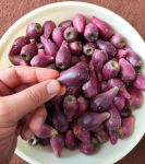 میوه کاکتوس | JCHK-4251